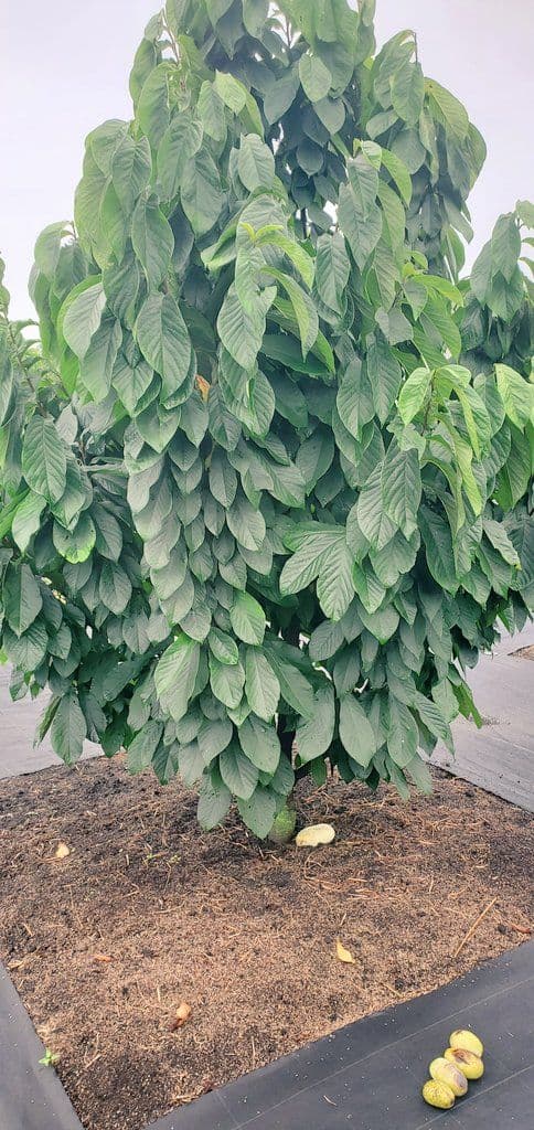 ポポー 実生苗 3年生 自作鉢【24本】※バラ売り希望はコメントください