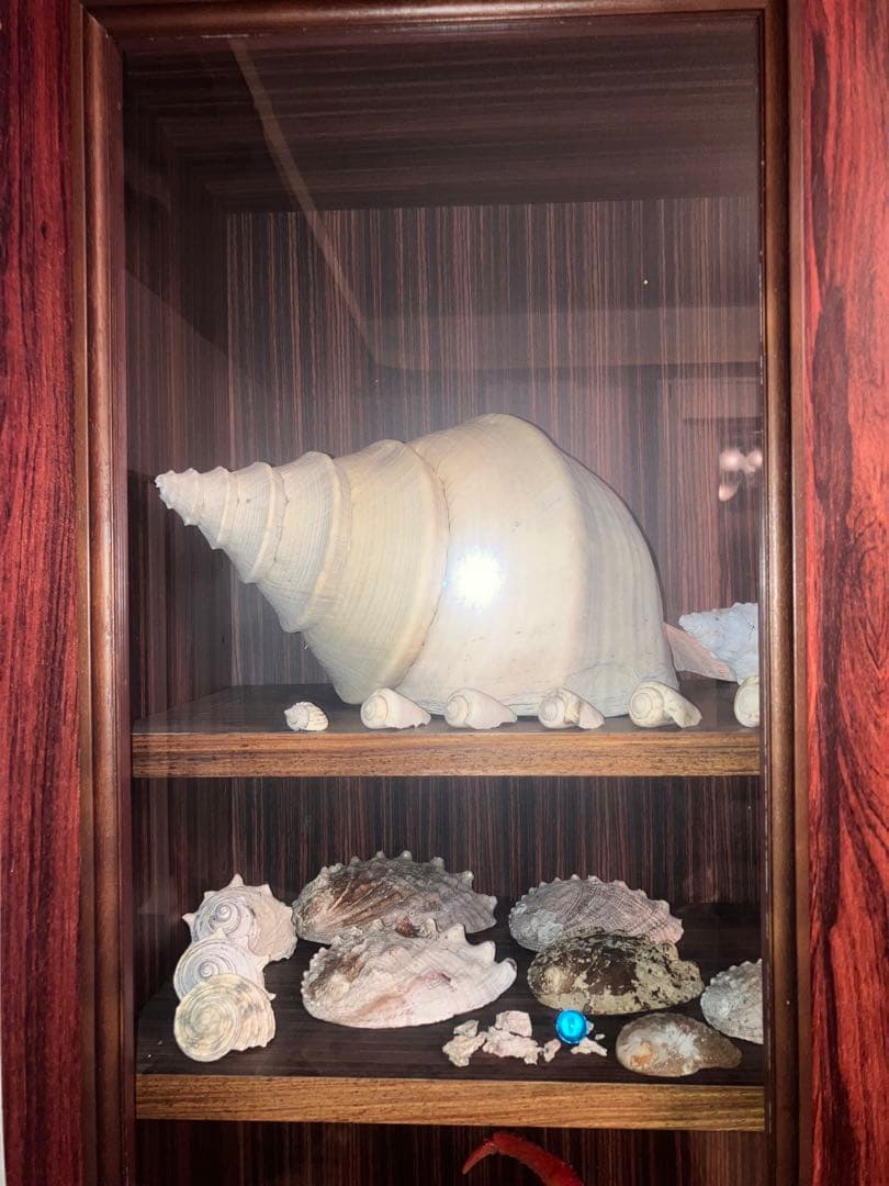海の神秘　巨大貝殻　貝殻　コレクション　全25〜　珍品　奇品　南洋　オークション
