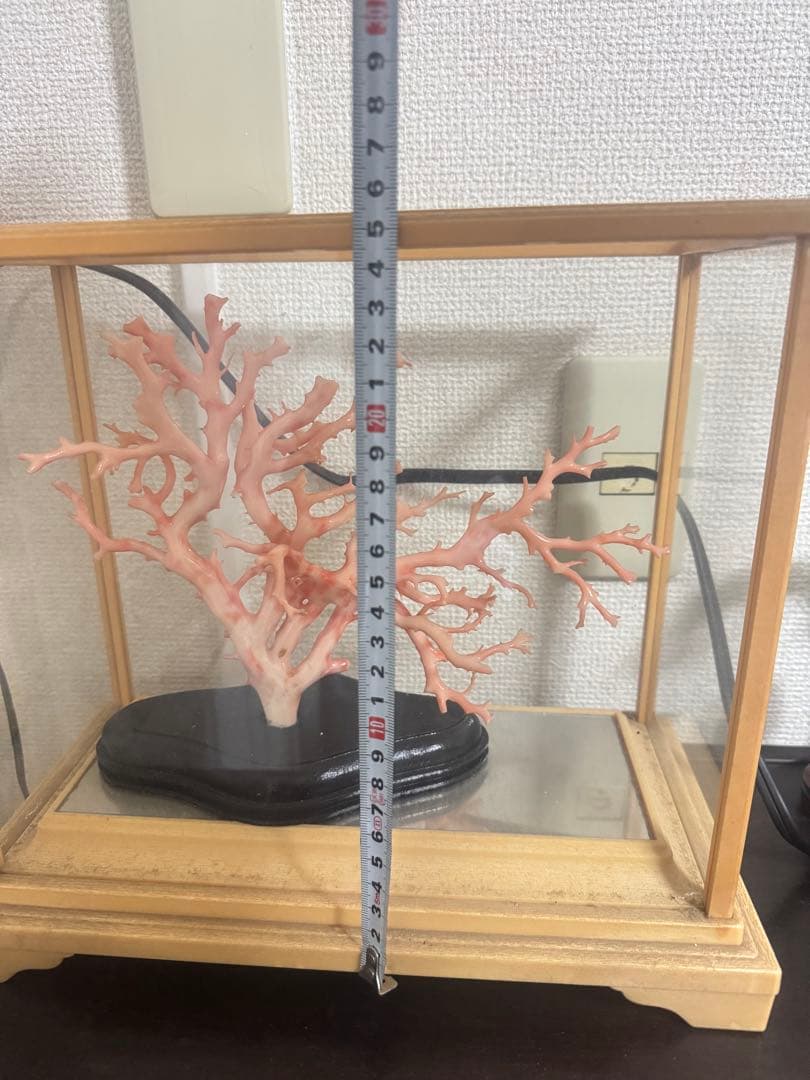 珊瑚　置物
