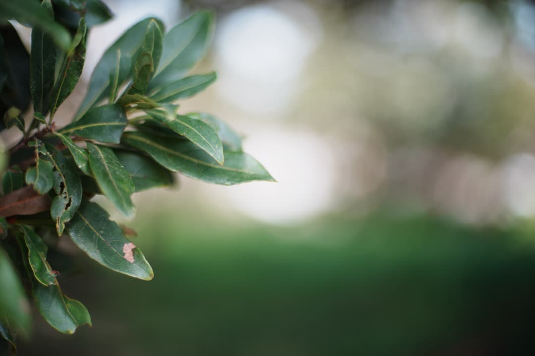 【極美品】動作◎ ニコン　Ai Nikkor 50mm F1.4 905