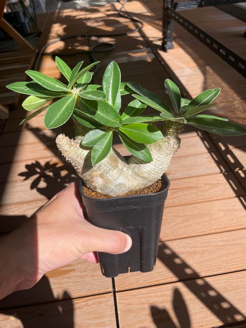 SALE【コンパクト良型】 マカイエンセ 多頭