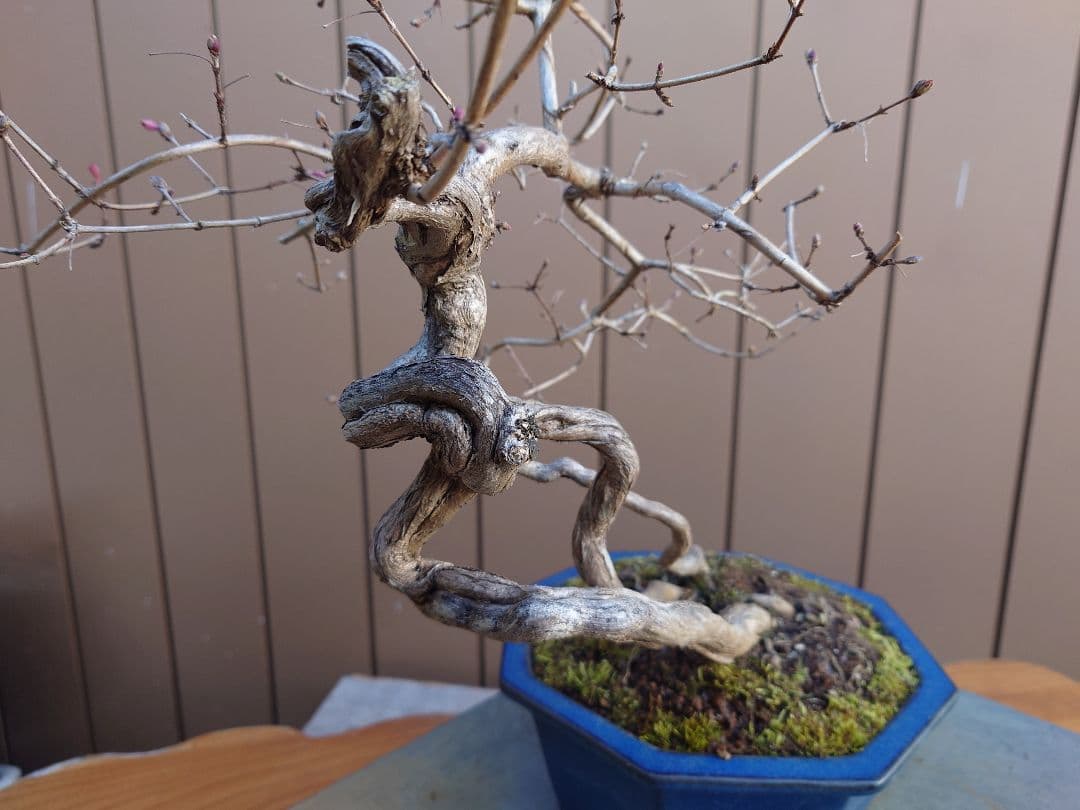 盆栽　ウグイスカグラ　樹高44cm