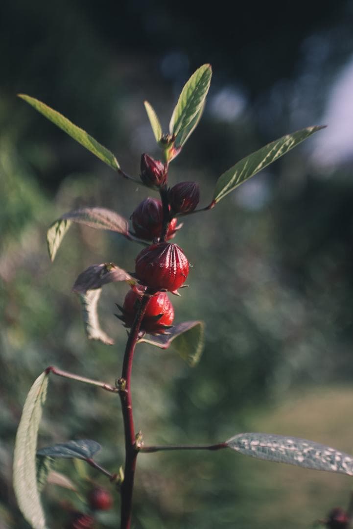 まー様赤エルマーダイヤ入り！Leica Elmar 50mm F3.5