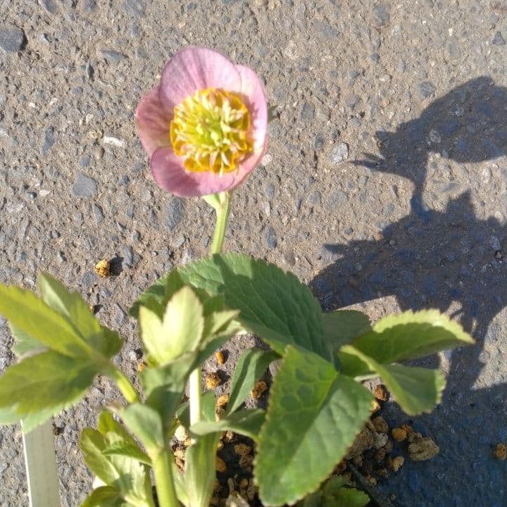 クリスマスローズセミダブル 加藤農園。開花株。登録品種。NO1