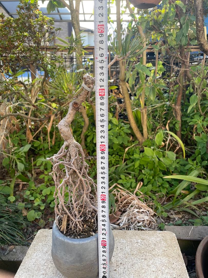 根上がり黒松中品盆栽