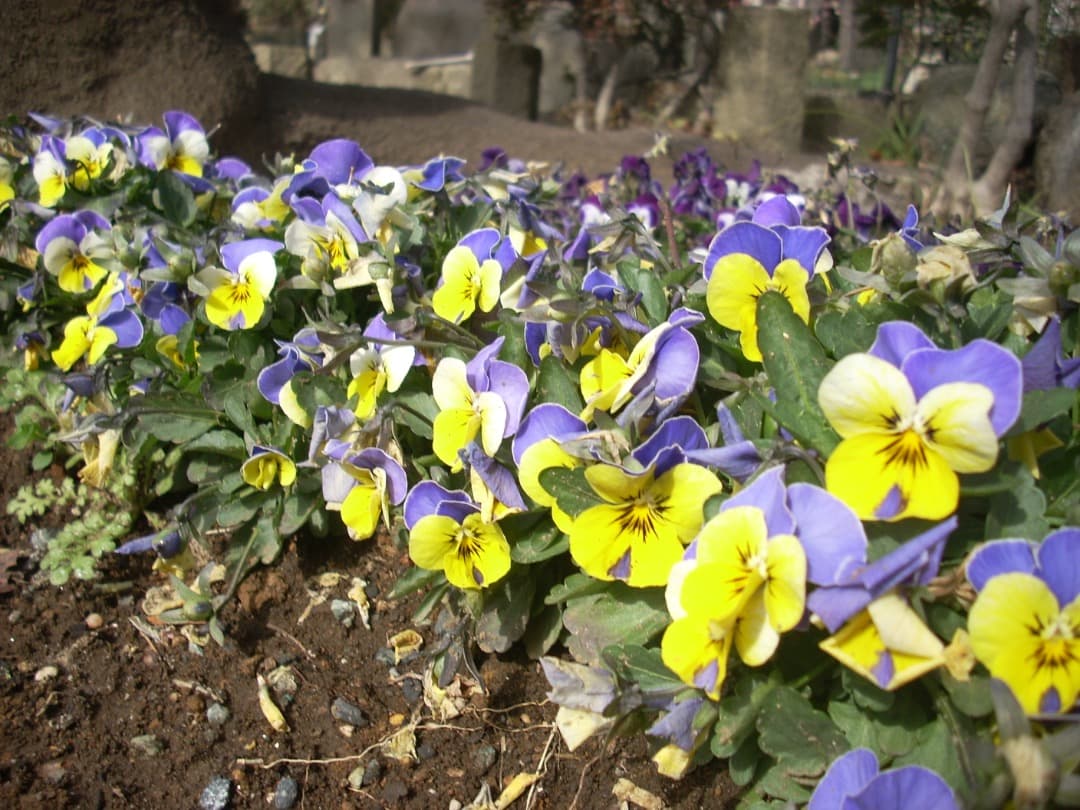 追加有り⭕️単三電池式【動作確認済】Nikon COOLPIX L11