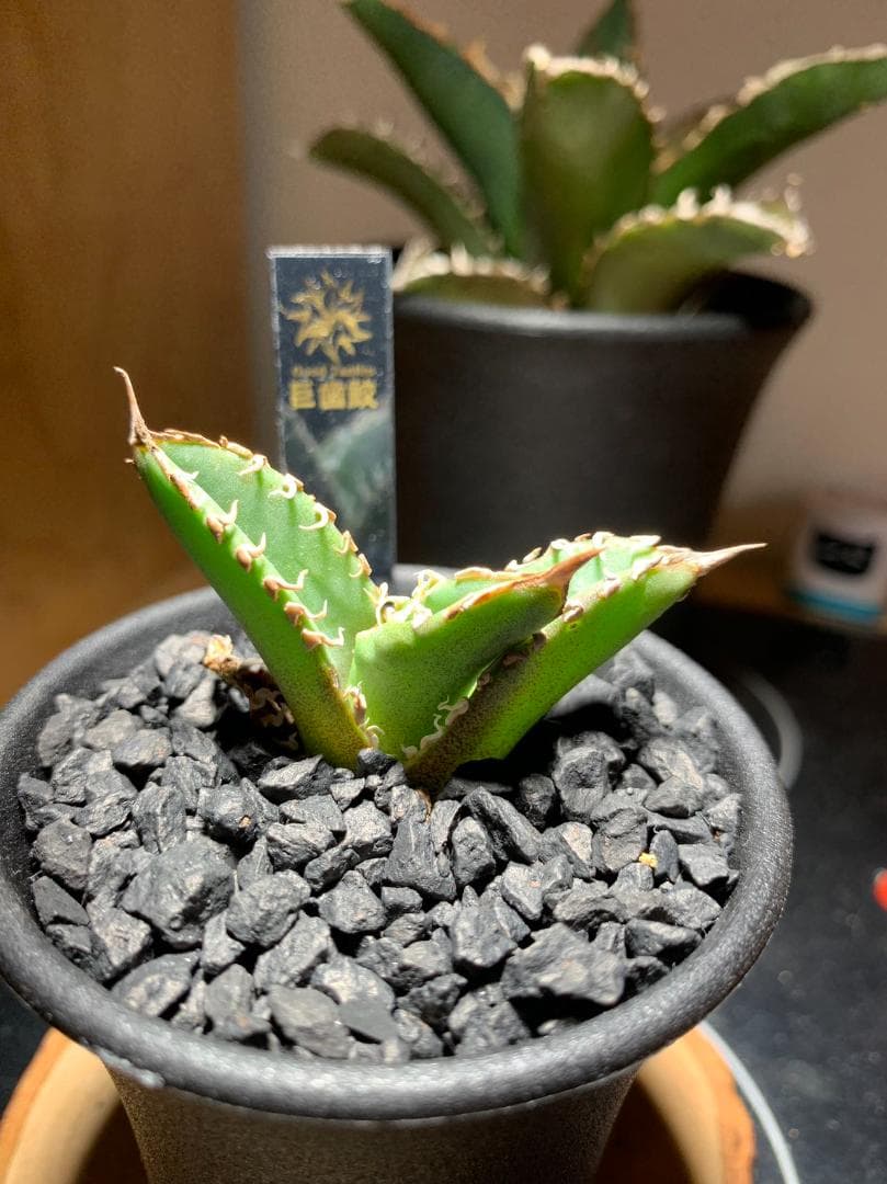 【goodtaniku】アガベ　激熱小籠包産巨歯鯊 カキコ　発根済