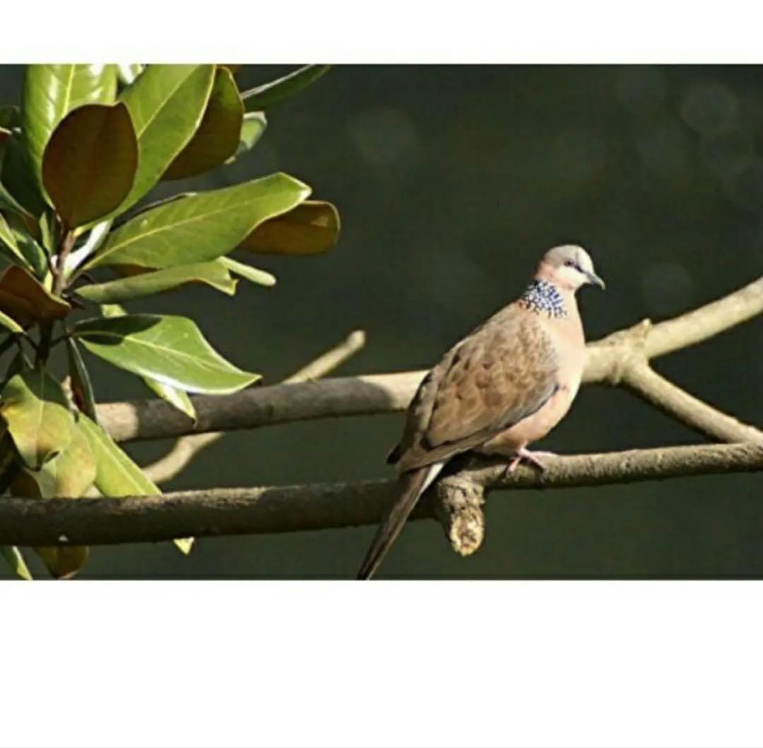 購入はお早めに！期間限定！SONYミラーレスカメラ対応！αシリーズに装着！MF