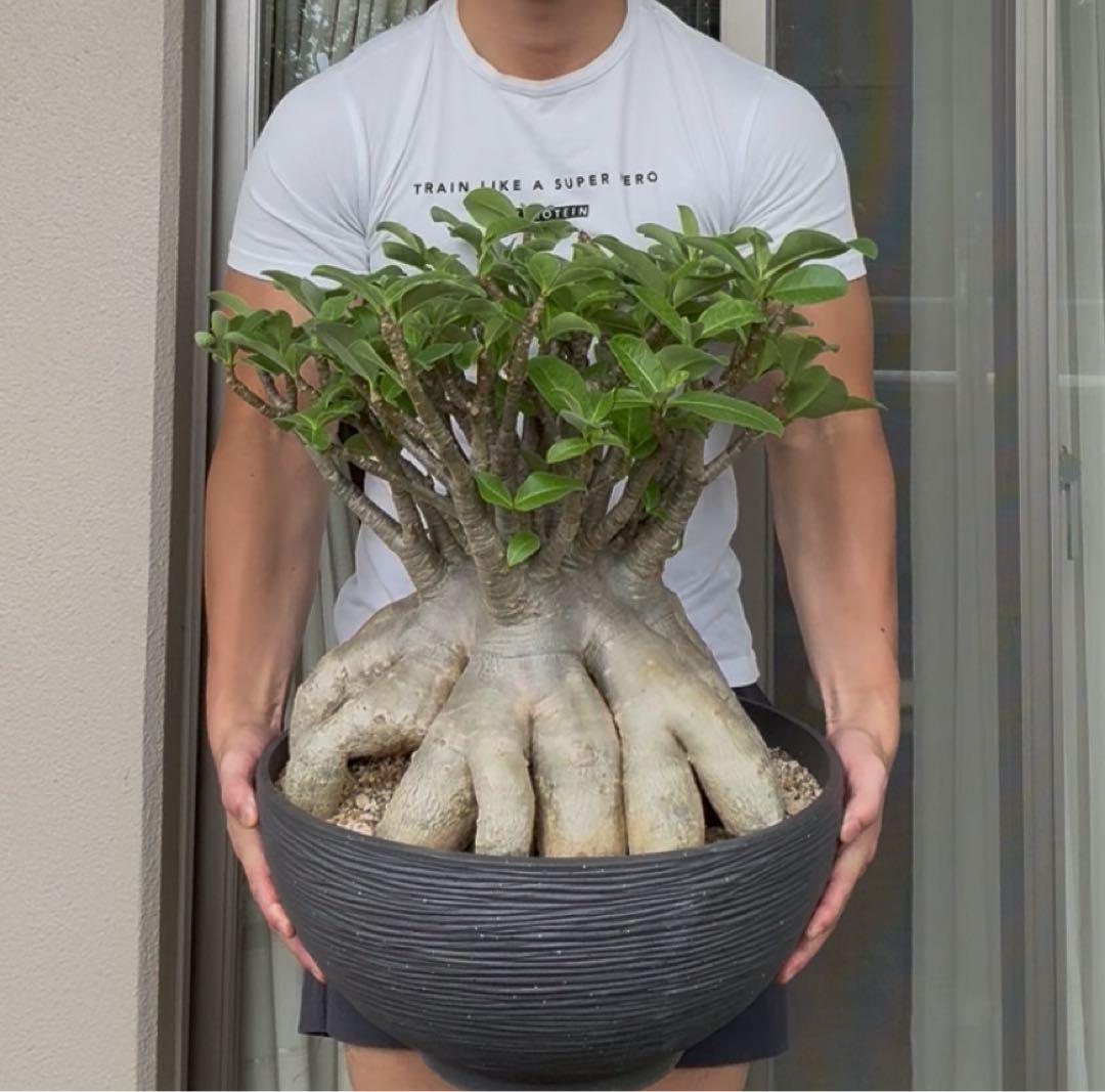 アデニウム　アラビカム　タイ産