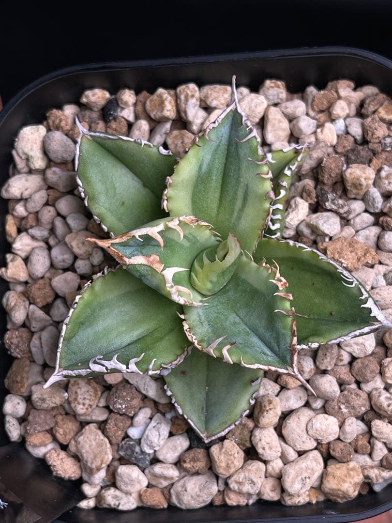 EMP アガベ チタノタ 白豪刺 錦 / AG1-896