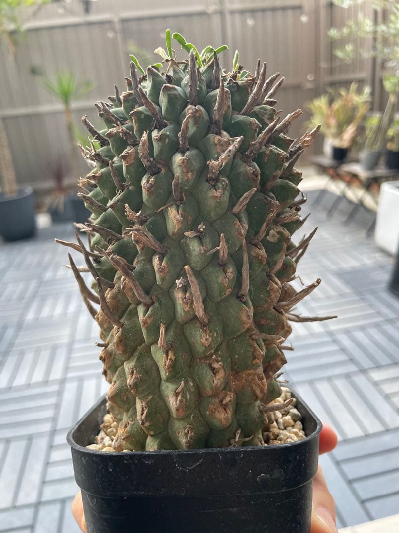 闘牛角　スコエンランディ　現地球