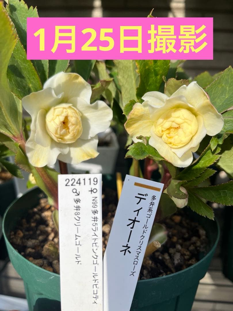 クリスマスローズ 『ディオーネ 』 加藤農園 認定