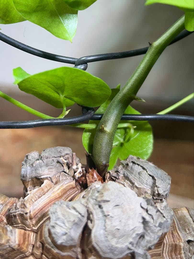 大株　ディオスコレア　アフリカ亀甲竜　亀甲竜　鉢のまま発送　深裂株　コーデックス