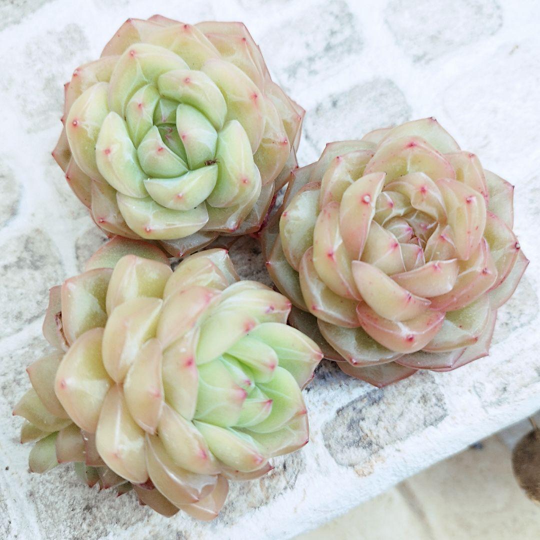 オーシャンソング◎多肉植物 カット苗 韓国苗 エケベリア等