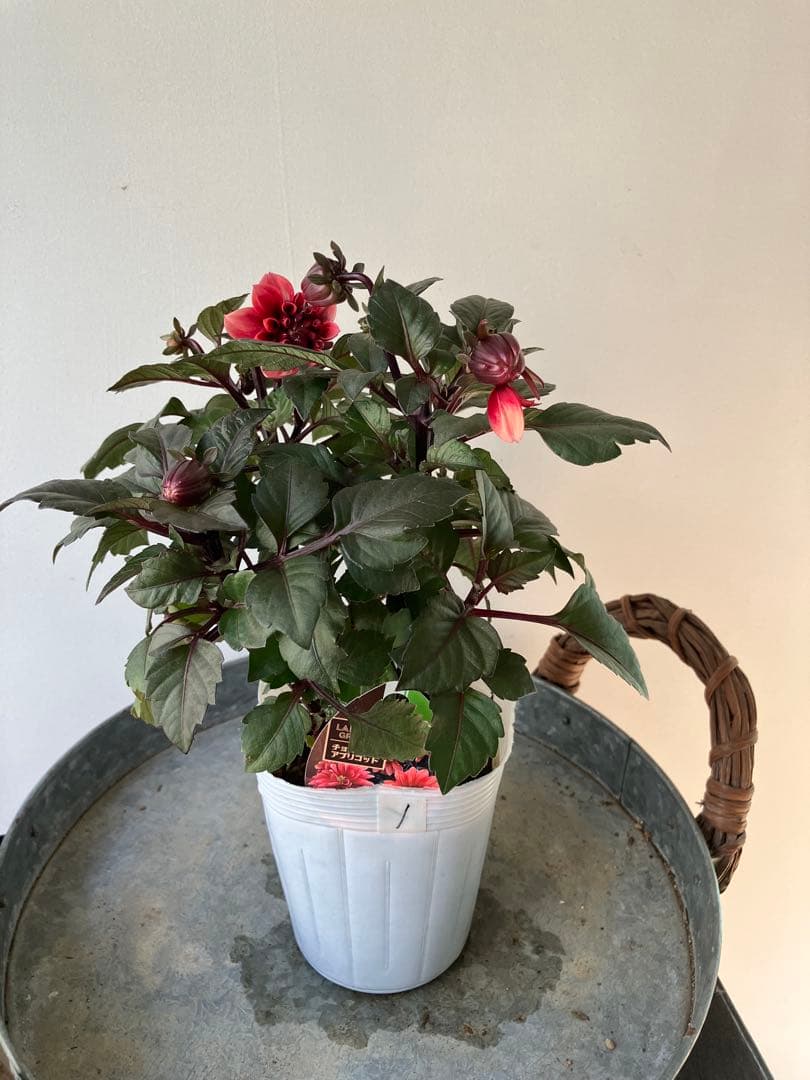 ダリア　ラベラグランデ　チョコレートアプリコット　ポット苗