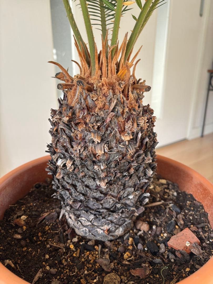 【美形】 蘇轍　ソテツ　　ドライガーデン