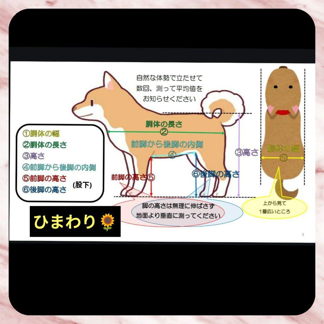 ワンちゃん4輪　リハビリ　食事補助　犬用車椅子　介護用　犬の歩行器