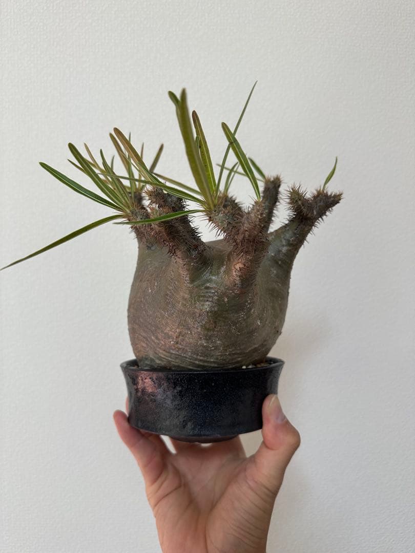 パキポディウム　グラキリス　たけろうポット