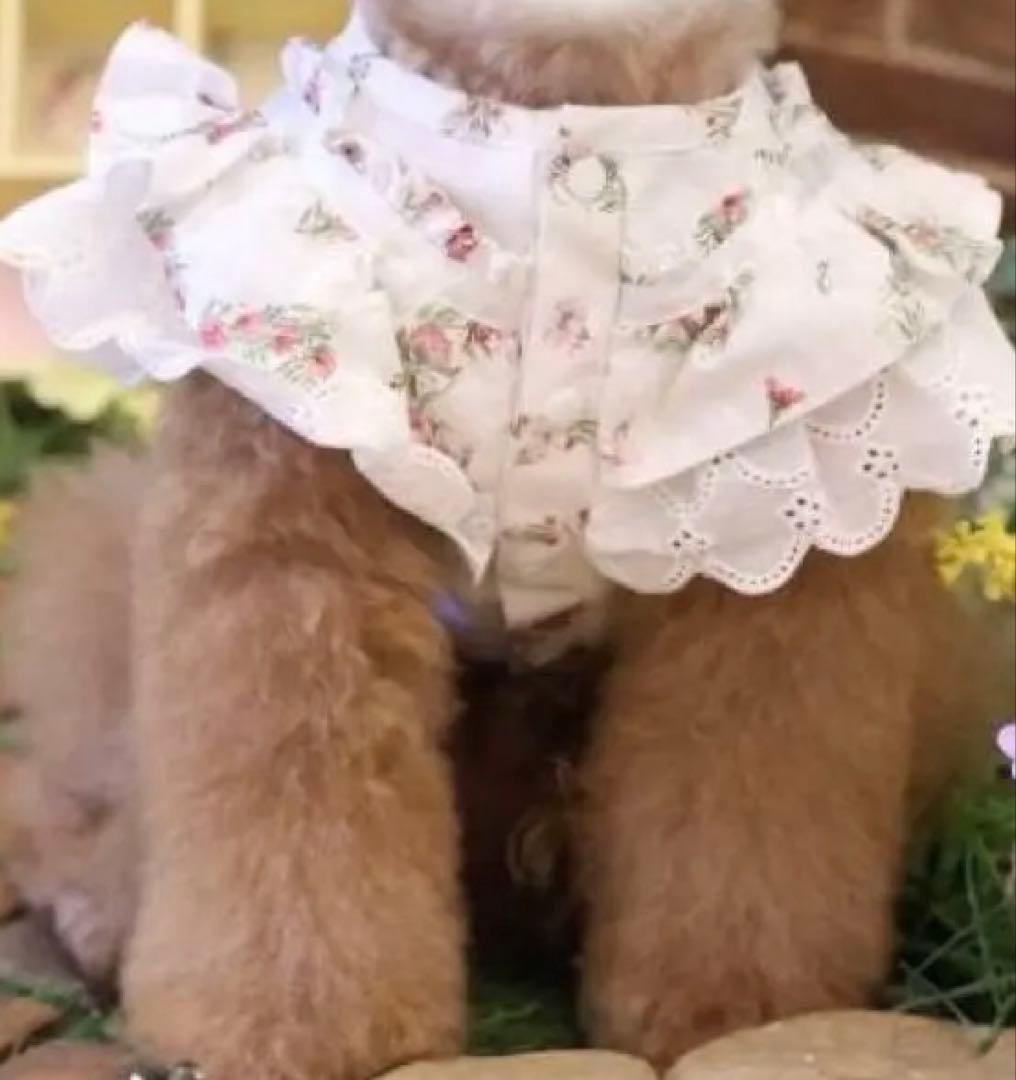 キャンディブッピー　ガーデントップス　今期