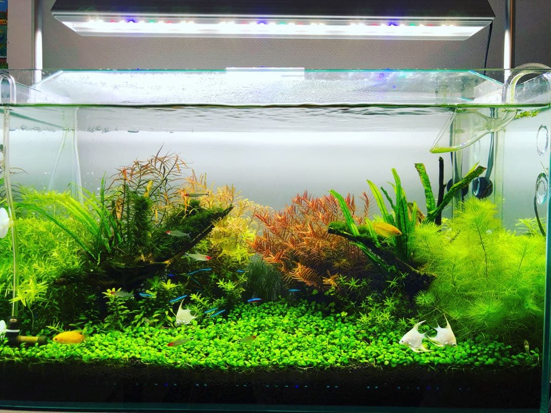 60cm水草水槽 フルセット 引き取り限定／CO2・LED・外部F付