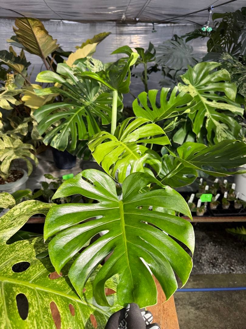 モンステラ　デリシオーサ　インテリア用実生何となく丸葉　180梱包サイズ送料無料