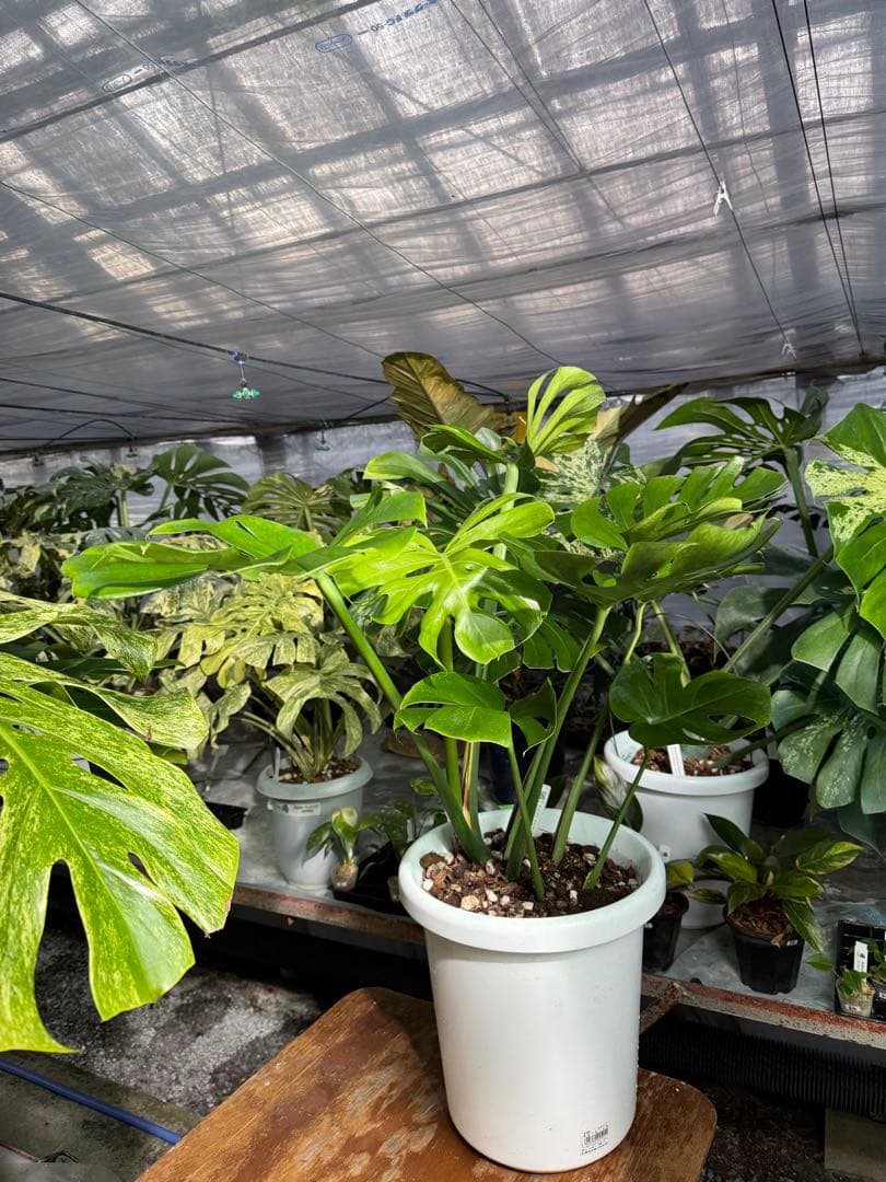 モンステラ　デリシオーサ　インテリア用実生何となく丸葉　180梱包サイズ送料無料