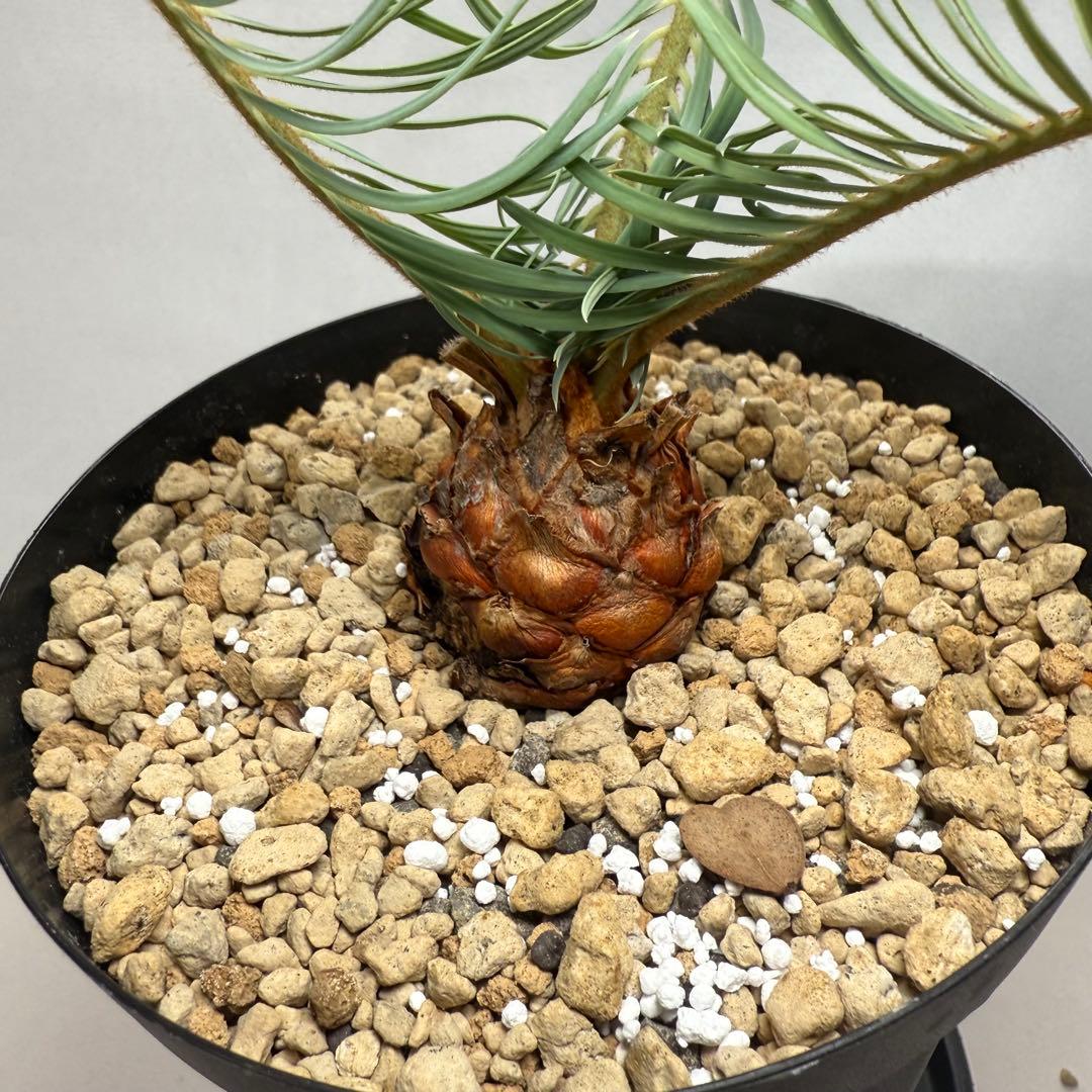 ブルーソテツ　サイカス　カイルンシアナ　① メルカリ便