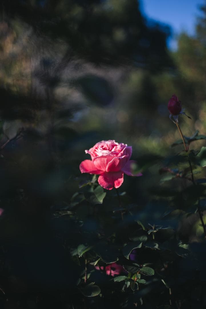 光学美品！隠れた銘玉！CONTAX Planar 50mm F1.7 AEJ
