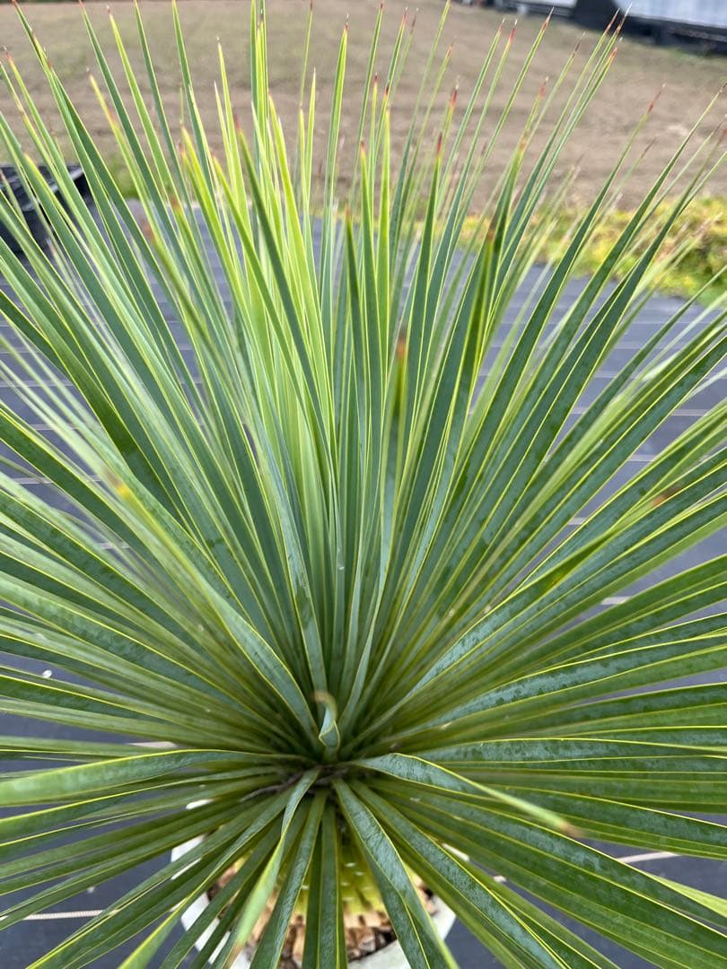 ユッカ　ロストラータ　極太幹　幹上がり　⑩