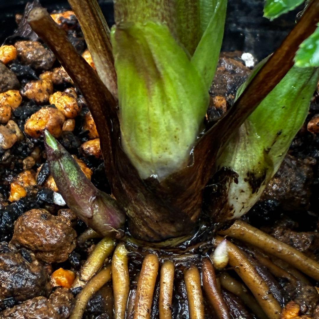 小*夏様 3448☘️花、タグ付☘️⭐️ベビードール⭐️超小輪⭐️超コンパクト⭐