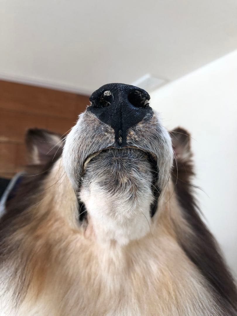 Taxidermy リアル犬の置物 茶色と白 約