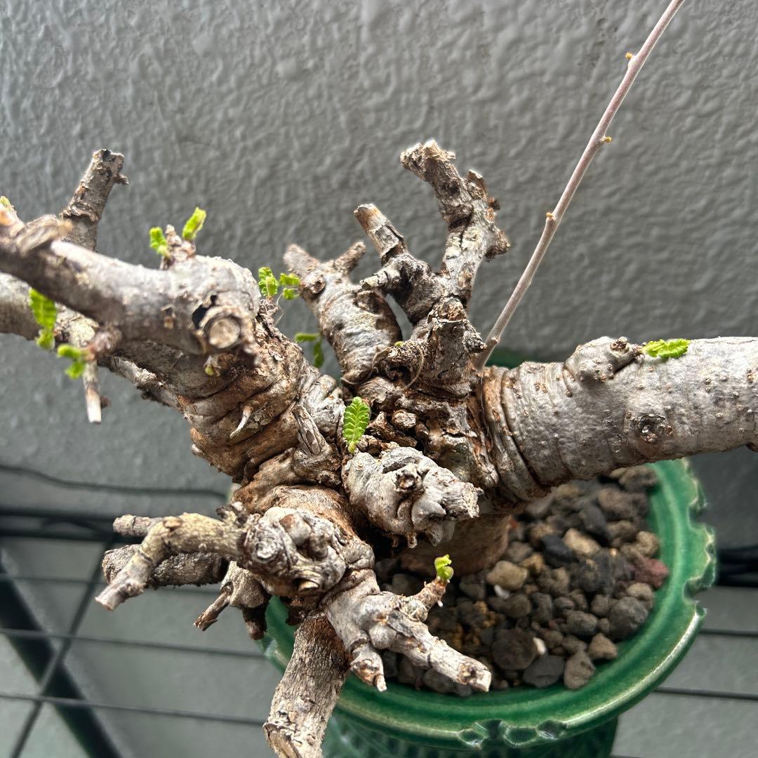 ボスべリア　ネグレクタ