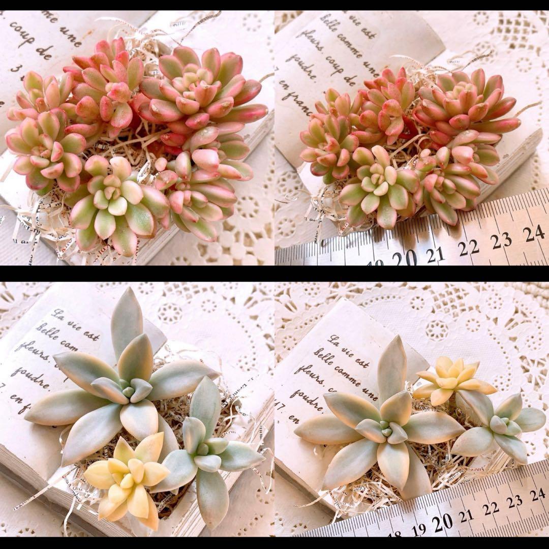 ☆loscente様☆専用です