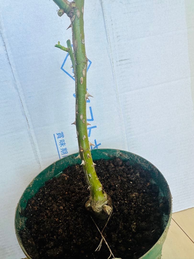 切り花品種　バラ苗　レアバラ　emma w○○dhouse