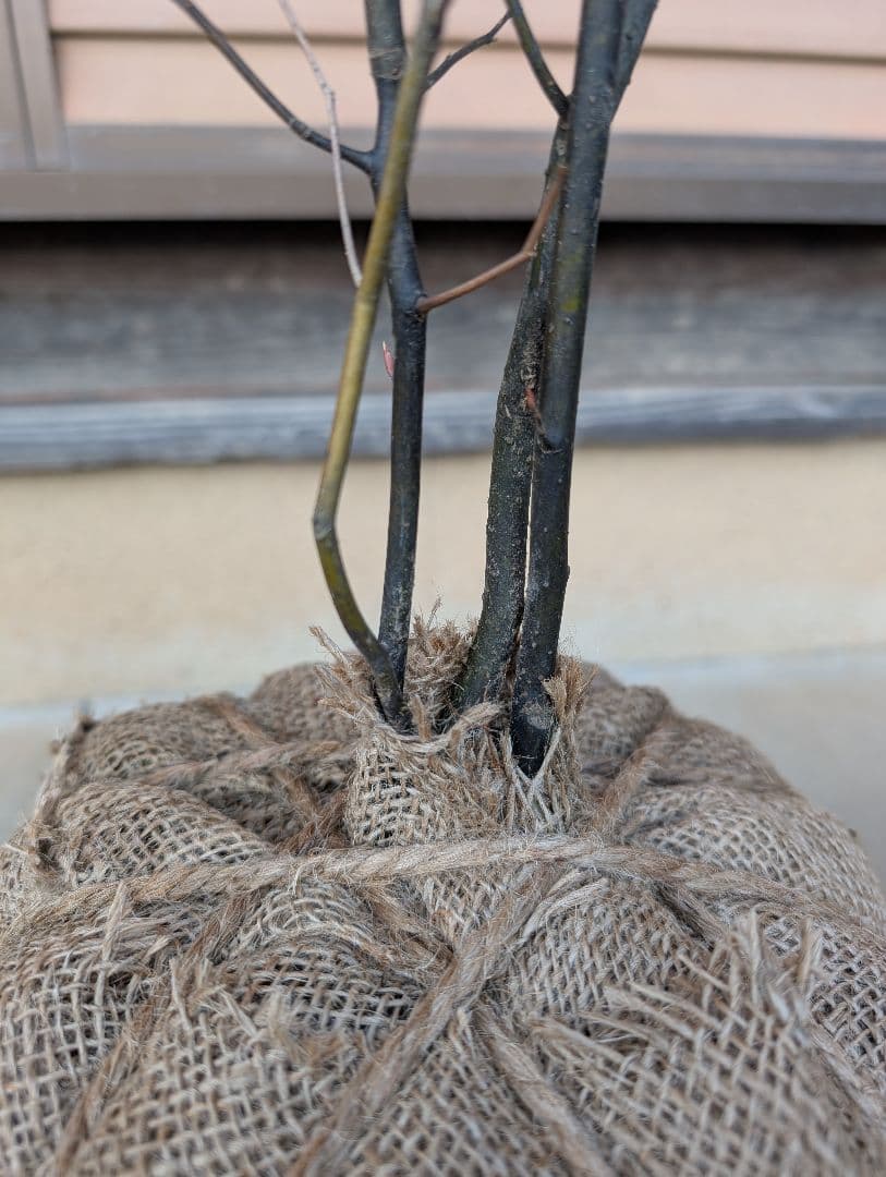 クロモジ　株立