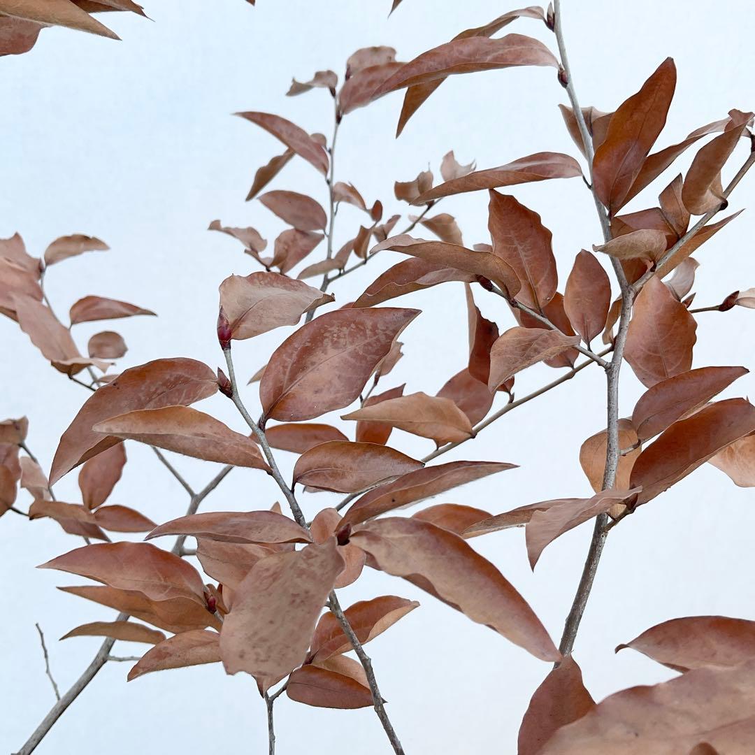 ヤマコウバシ/ 965