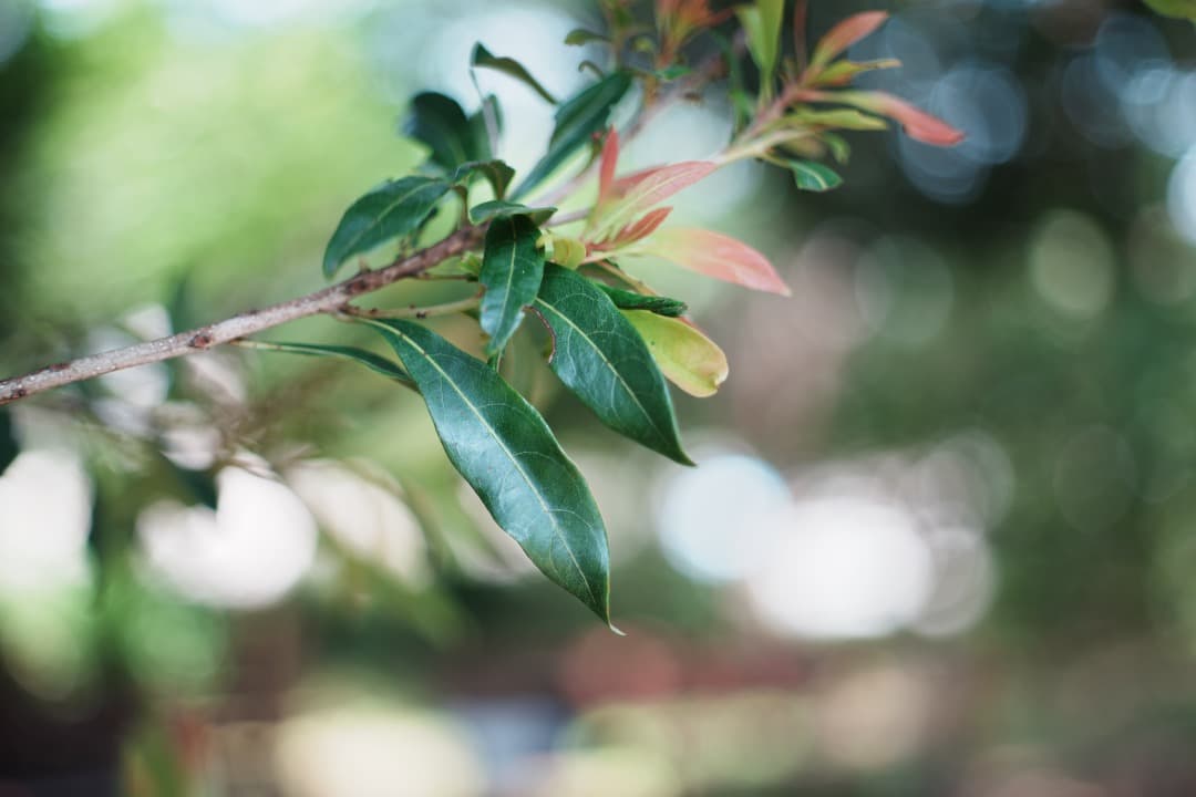 【極美品】動作◎ ニコン Ai Nikkor 50mm F2 990