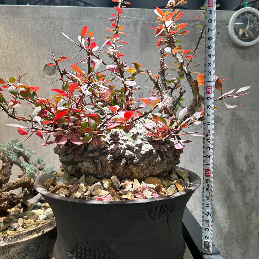 フォークイエリア　ファシクラータ 現地株 超希少 発根済 ※※陶器鉢付き※※