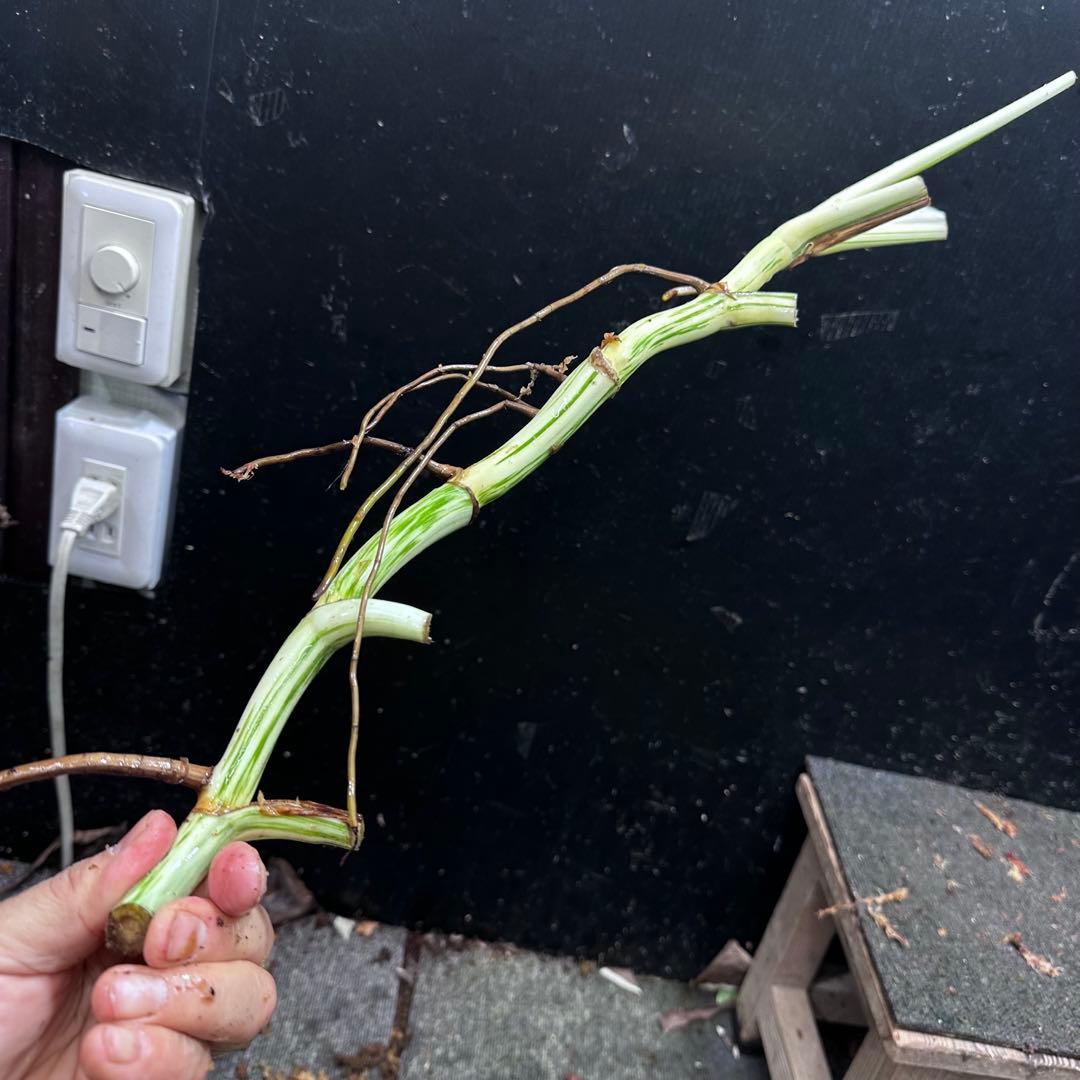 ニ*】様 斑入りモンステラホワイトタイガー大茎7株おまとめ