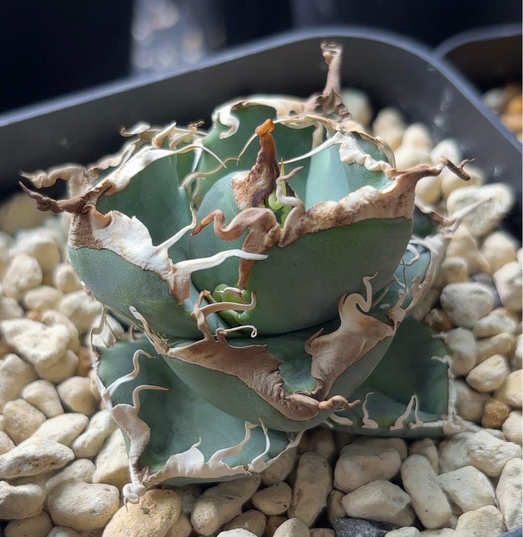 Ka-zu　アガベ　オテロイ　実生株　子株　PP01 発根済