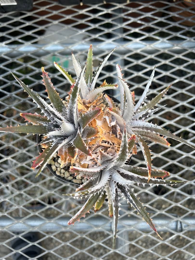 群生 DBディッキア Dyckia Bill Baker hyb #217 ⑴