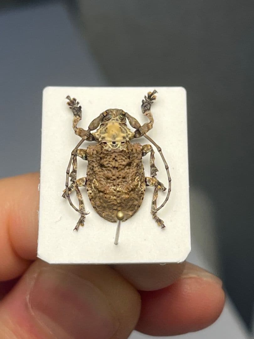 【毒刺甲虫】サソリカミキリ 昆虫標本 Onychocerus ウスバカミキリ