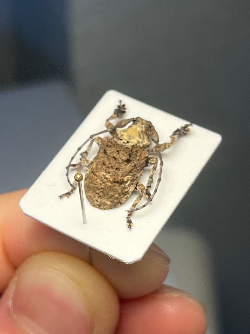 【毒刺甲虫】サソリカミキリ 昆虫標本 Onychocerus ウスバカミキリ