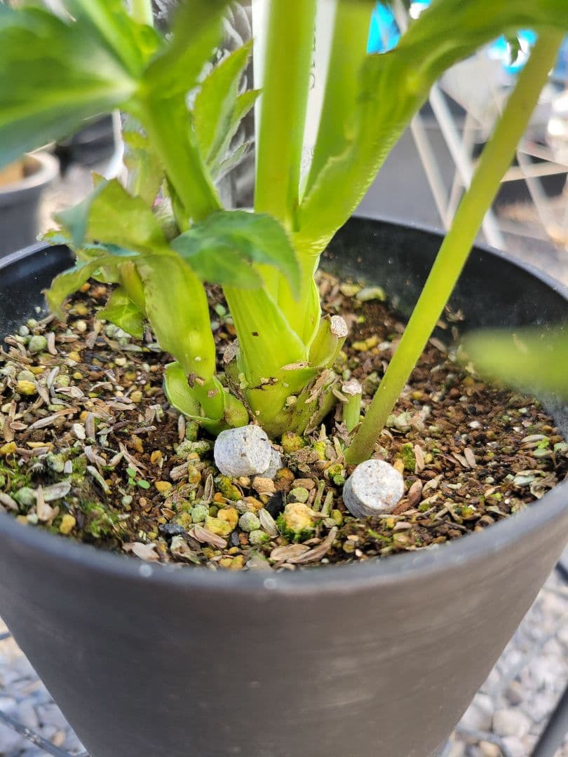 広瀬園芸　クリスマスローズ　ダブル