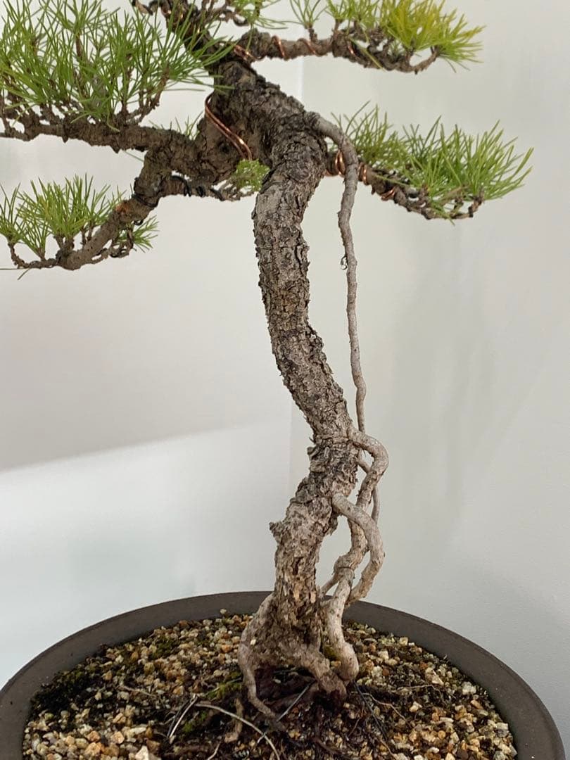 立ち姿抜群の文人黒松　樹高約50cm（検索/赤松五葉松真柏模様木シャリ小品盆栽）