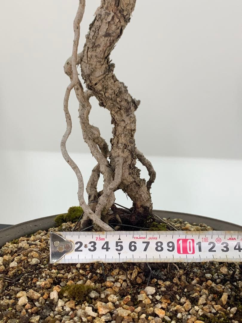 立ち姿抜群の文人黒松　樹高約50cm（検索/赤松五葉松真柏模様木シャリ小品盆栽）