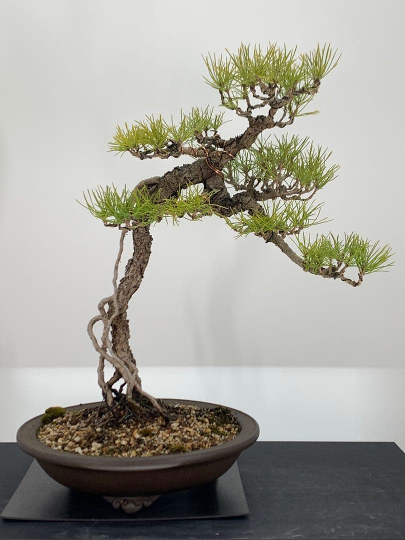 立ち姿抜群の文人黒松　樹高約50cm（検索/赤松五葉松真柏模様木シャリ小品盆栽）