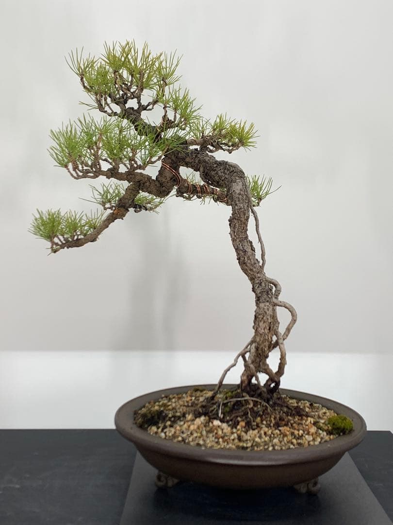 立ち姿抜群の文人黒松　樹高約50cm（検索/赤松五葉松真柏模様木シャリ小品盆栽）