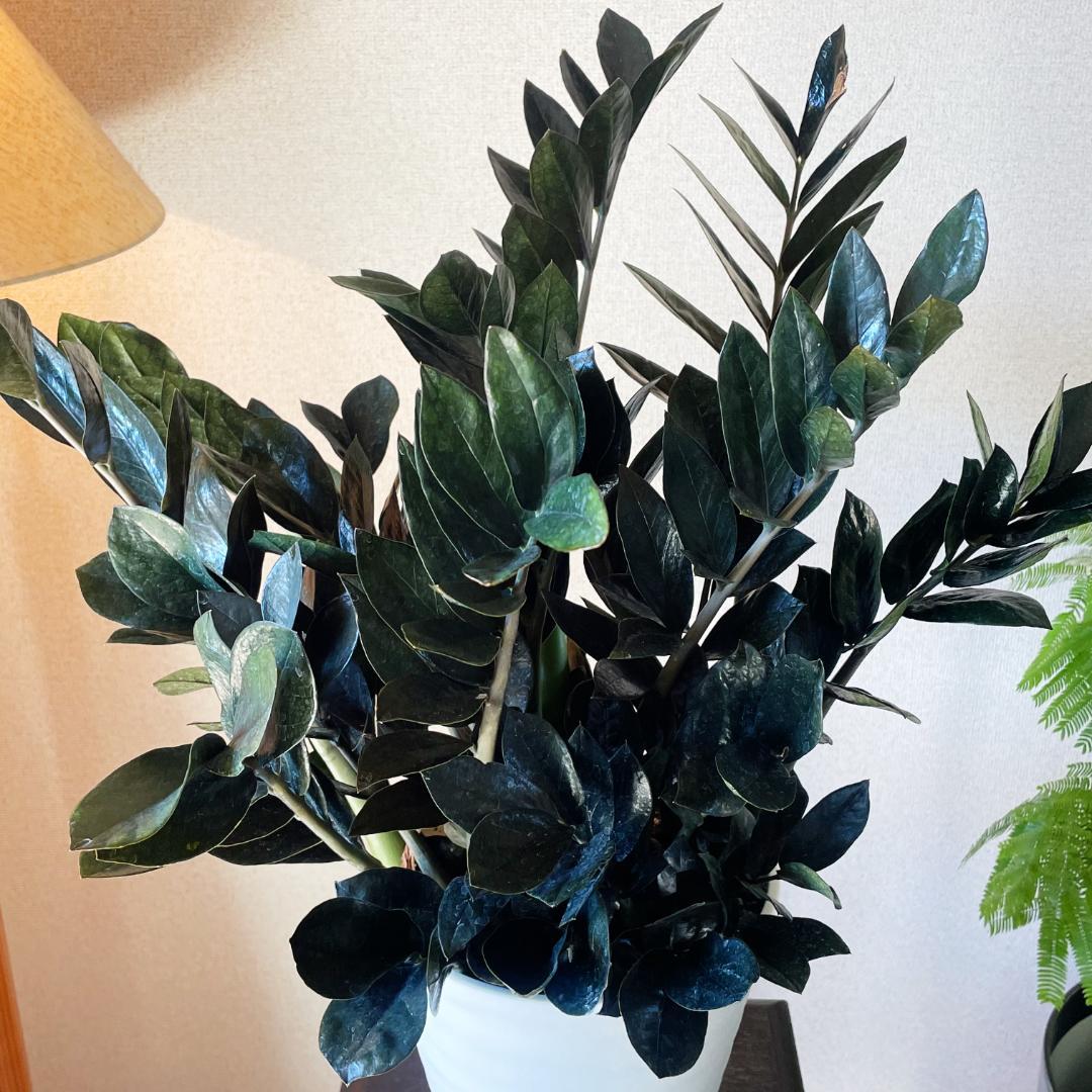 【超希少！このボリュームは出回らないです】ザミオクルカス レイブン