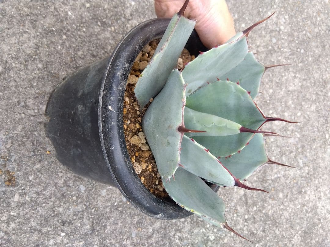 アガベ　トランカータ　丸葉❗22センチ❗　は